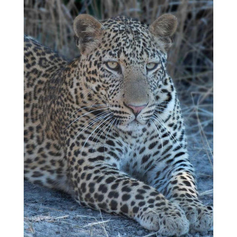 Young Leopard  Black Modern Wood Framed Art Print with Double Matting by Bennion, Scott