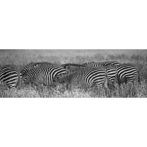 Zebra Patterns Gold Ornate Wood Framed Art Print with Double Matting by Bennion, Scott