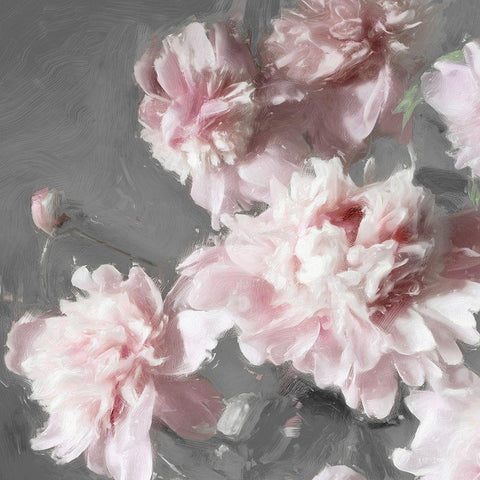 Peonies on Gray II White Modern Wood Framed Art Print with Double Matting by Sullivan, Shawna