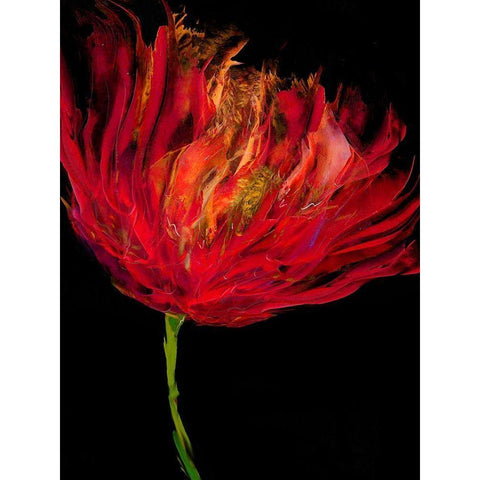 Red Tulips I Black Modern Wood Framed Art Print with Double Matting by Austin, Vanessa