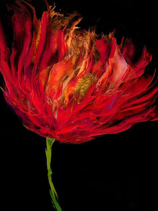 Image Only