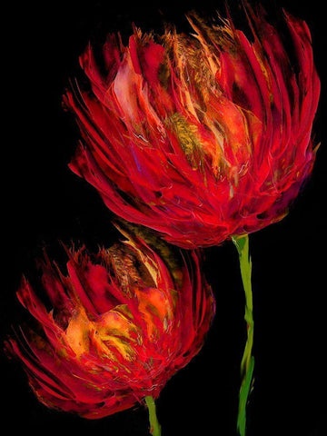 Red Tulips II Black Ornate Wood Framed Art Print with Double Matting by Austin, Vanessa