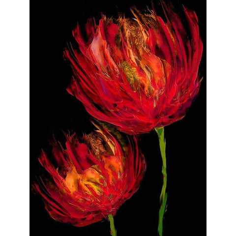 Red Tulips II Black Modern Wood Framed Art Print with Double Matting by Austin, Vanessa