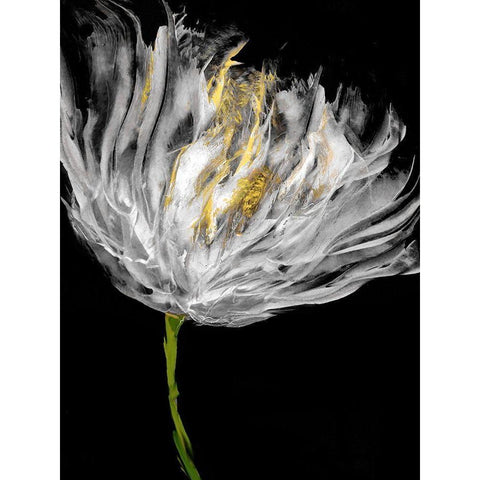 Tulips on Black I Black Modern Wood Framed Art Print with Double Matting by Austin, Vanessa