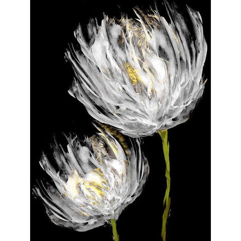 Tulips on Black II Black Modern Wood Framed Art Print with Double Matting by Austin, Vanessa