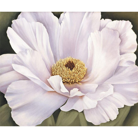 Peony White Modern Wood Framed Art Print by Huntington, Virginia