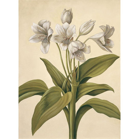 Lilies I White Modern Wood Framed Art Print by Huntington, Virginia