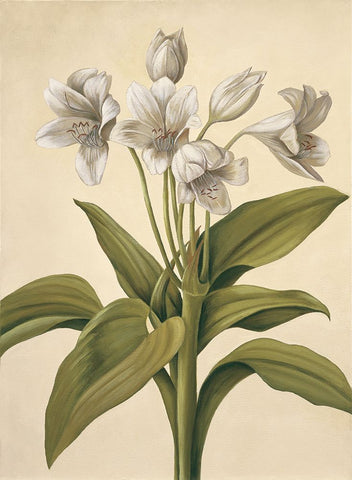 Lilies I White Modern Wood Framed Art Print with Double Matting by Huntington, Virginia