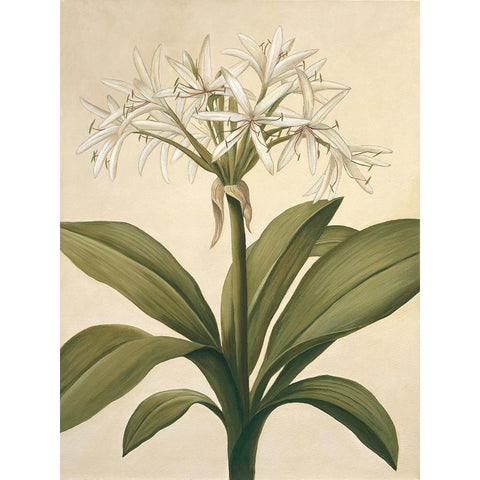 Lilies II White Modern Wood Framed Art Print by Huntington, Virginia