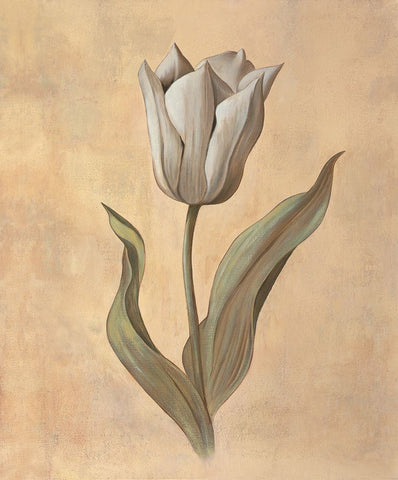 Tulip White Modern Wood Framed Art Print with Double Matting by Huntington, Virginia