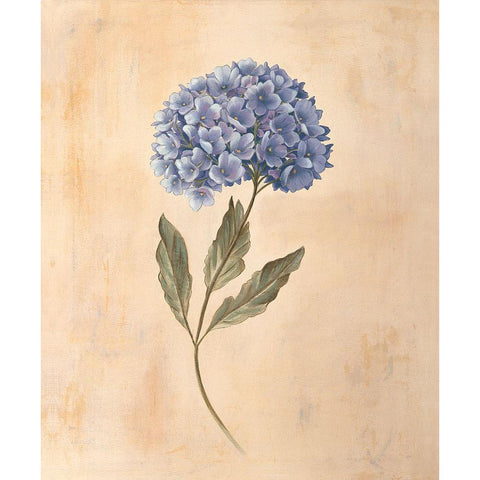 Hydrangea White Modern Wood Framed Art Print by Huntington, Virginia