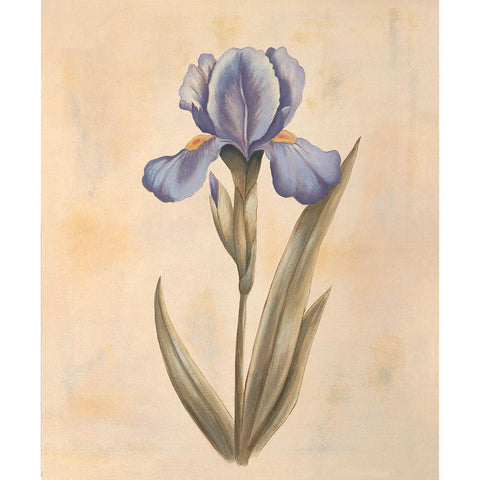 Iris Black Modern Wood Framed Art Print with Double Matting by Huntington, Virginia