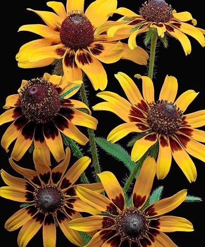 Brown-Eyed Daisy Black Ornate Wood Framed Art Print with Double Matting by Reynolds, Richard