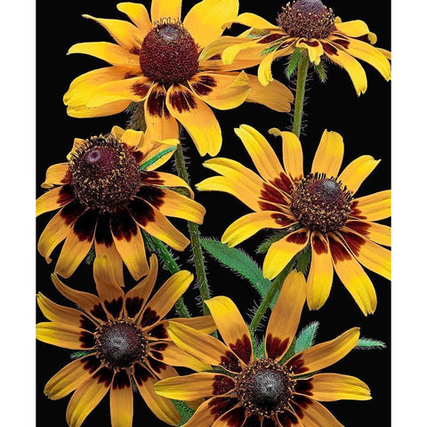 Brown-Eyed Daisy Gold Ornate Wood Framed Art Print with Double Matting by Reynolds, Richard
