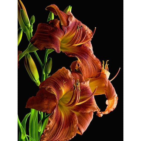 Daylily Black Modern Wood Framed Art Print with Double Matting by Reynolds, Richard