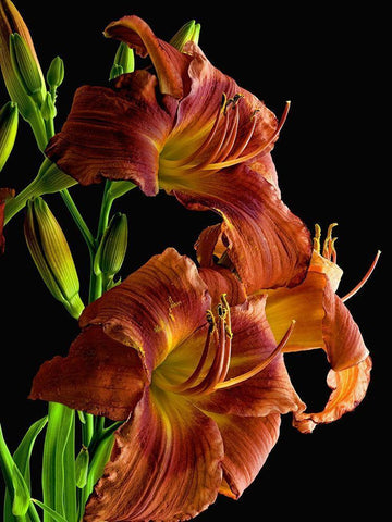Daylily Black Ornate Wood Framed Art Print with Double Matting by Reynolds, Richard