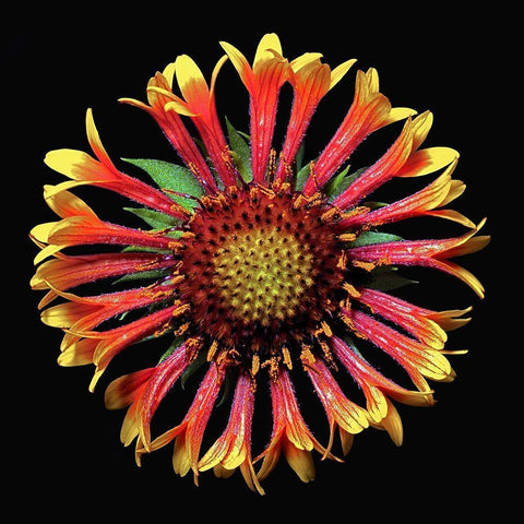 Blanket Flower ~ Fanfair White Modern Wood Framed Art Print by Reynolds, Richard
