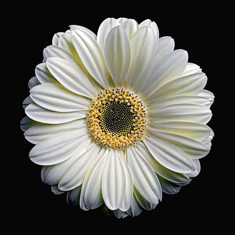 Gerbera Daisy 2 Black Modern Wood Framed Art Print with Double Matting by Reynolds, Richard