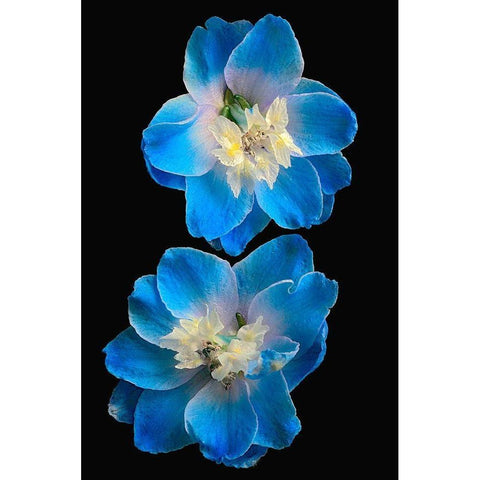 Candle Delphinium Black Modern Wood Framed Art Print by Reynolds, Richard
