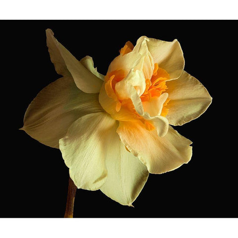 Daffodil Gold Ornate Wood Framed Art Print with Double Matting by Reynolds, Richard