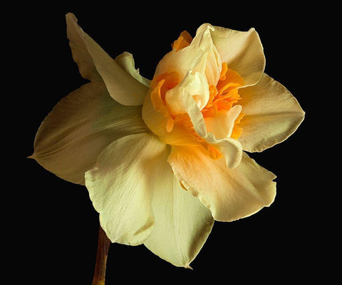 Daffodil Black Ornate Wood Framed Art Print with Double Matting by Reynolds, Richard