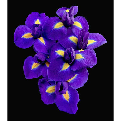 Dutch Iris Black Modern Wood Framed Art Print by Reynolds, Richard