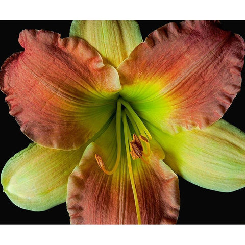 Daylily 2 Black Modern Wood Framed Art Print with Double Matting by Reynolds, Richard