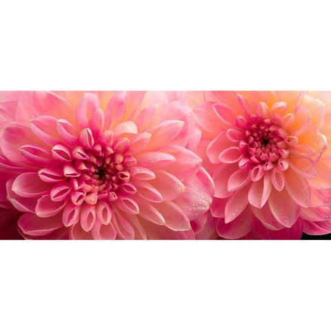 Dahlia 6 White Modern Wood Framed Art Print by Reynolds, Richard