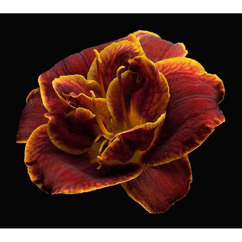 Daylily ~ Night Embers White Modern Wood Framed Art Print by Reynolds, Richard