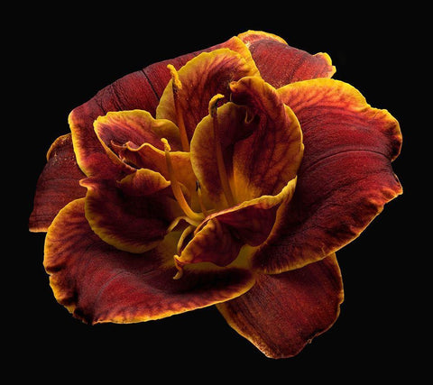 Daylily ~ Night Embers White Modern Wood Framed Art Print with Double Matting by Reynolds, Richard