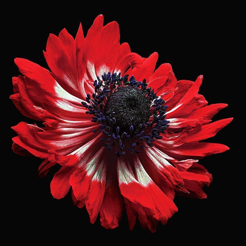 Anemone Black Modern Wood Framed Art Print by Reynolds, Richard