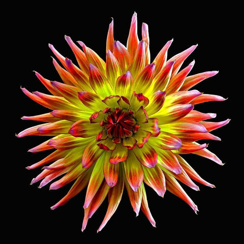 Dahlia ~ Tahiti Sunrise Black Modern Wood Framed Art Print by Reynolds, Richard