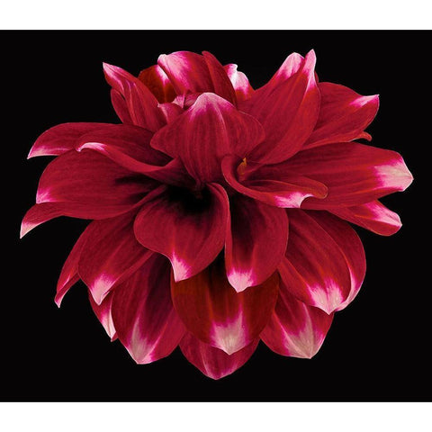 Dahlia 2 White Modern Wood Framed Art Print by Reynolds, Richard