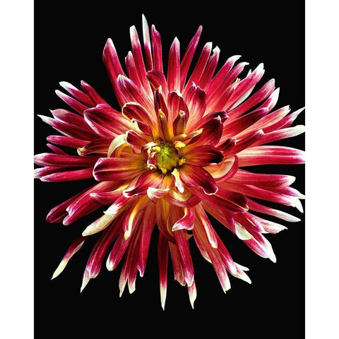 Dahlia 4 White Modern Wood Framed Art Print by Reynolds, Richard