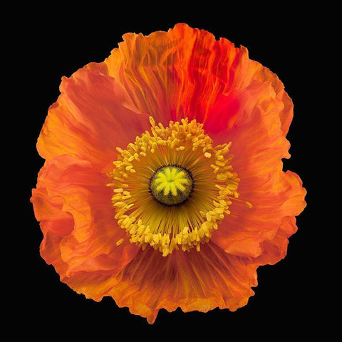 Iceland Poppy Black Modern Wood Framed Art Print by Reynolds, Richard