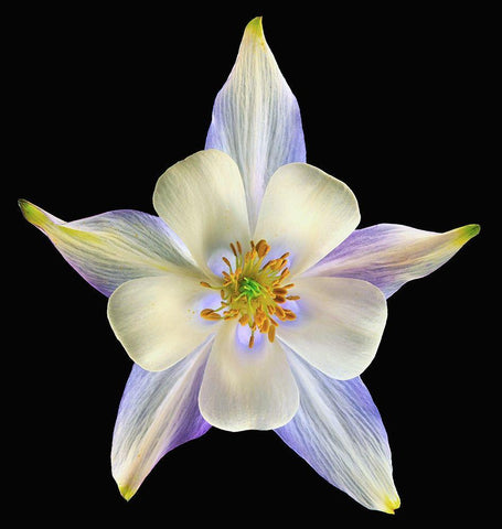 Columbine Origami Blue 2 Black Ornate Wood Framed Art Print with Double Matting by Reynolds, Richard