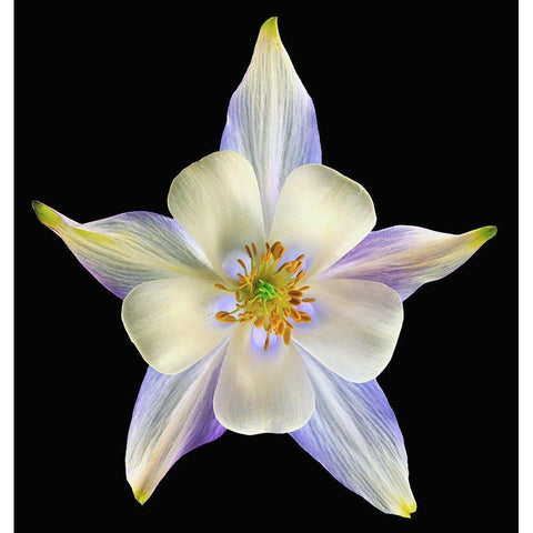 Columbine Origami Blue 2 Black Modern Wood Framed Art Print with Double Matting by Reynolds, Richard