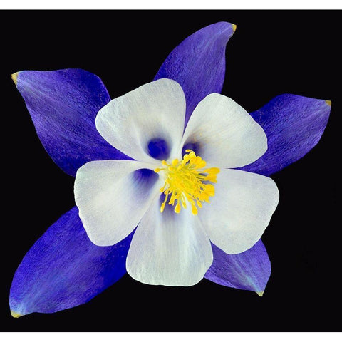 Columbine ~ Origami Blue Gold Ornate Wood Framed Art Print with Double Matting by Reynolds, Richard