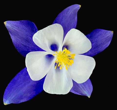 Columbine ~ Origami Blue White Modern Wood Framed Art Print with Double Matting by Reynolds, Richard