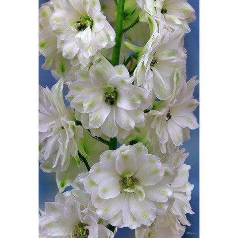 Delphinium Double Innocence Black Modern Wood Framed Art Print by Reynolds, Richard