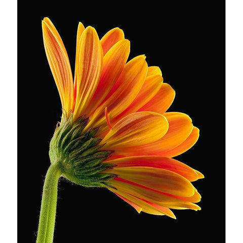 Gerbera Daisy Black Modern Wood Framed Art Print by Reynolds, Richard