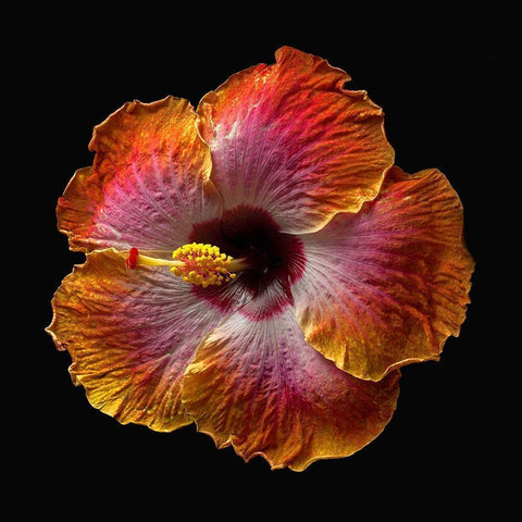 Hibiscus Exotica White Modern Wood Framed Art Print by Reynolds, Richard