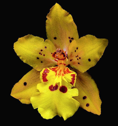 Orchid Odontocidium - Mayfair White Modern Wood Framed Art Print with Double Matting by Reynolds, Richard