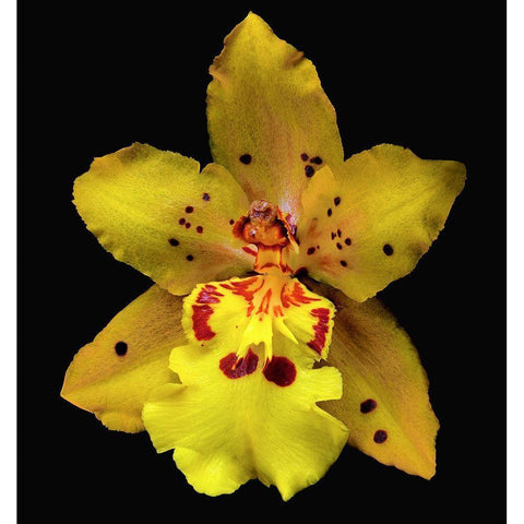 Orchid Odontocidium - Mayfair Black Modern Wood Framed Art Print by Reynolds, Richard
