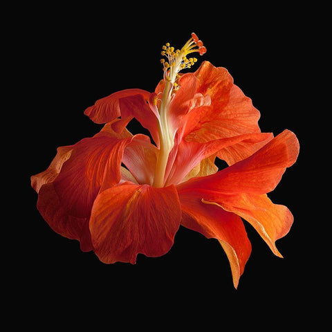 Tropical Hibiscus ~ Double Orange White Modern Wood Framed Art Print with Double Matting by Reynolds, Richard