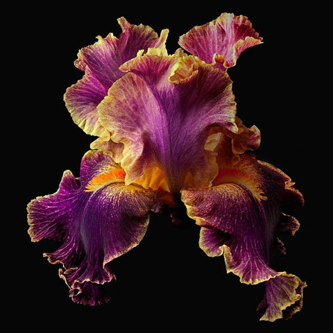 Tall Bearded Iris ~ Entangled Gold Ornate Wood Framed Art Print with Double Matting by Reynolds, Richard