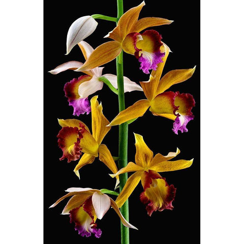 Nuns Orchid Black Modern Wood Framed Art Print with Double Matting by Reynolds, Richard