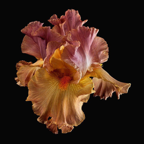 Tall Bearded Iris White Modern Wood Framed Art Print by Reynolds, Richard