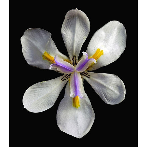 Variegated Cape Iris - Variegata Black Modern Wood Framed Art Print by Reynolds, Richard