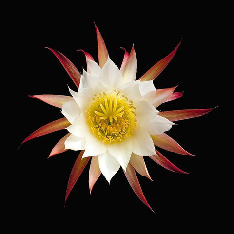 Unknown Echinopsis Cactus Black Modern Wood Framed Art Print with Double Matting by Reynolds, Richard